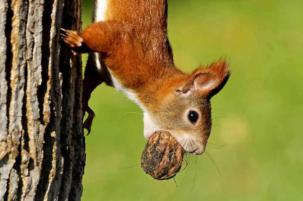 Squirrel Energy